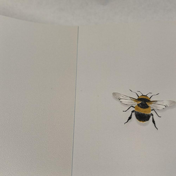 Andrea Rossi Cavolli 54419-2