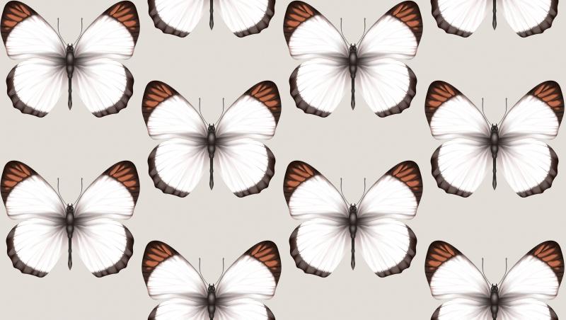 Andrea Rossi Cheradi 54401-3